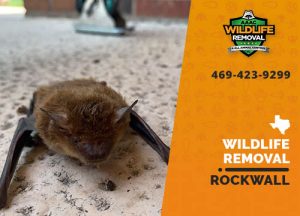 Rockwall Wildlife Removal professional removing pest animal