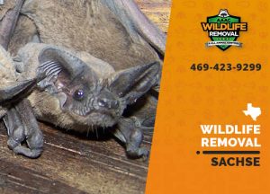 Sachse Wildlife Removal professional removing pest animal