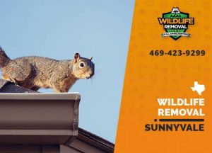 Sunnyvale Wildlife Removal professional removing pest animal