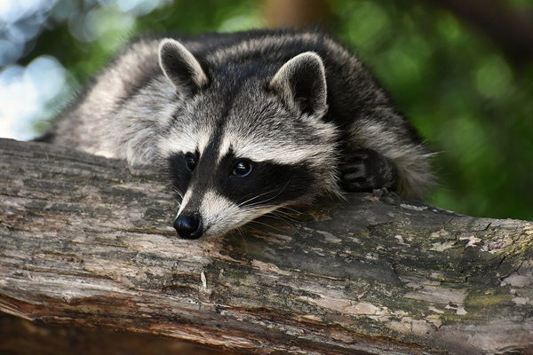 raccoon on log