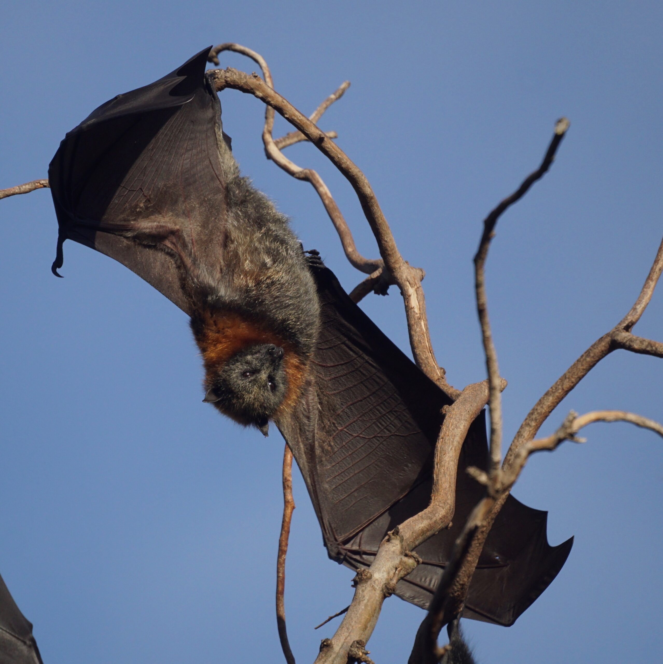 Bat on tree