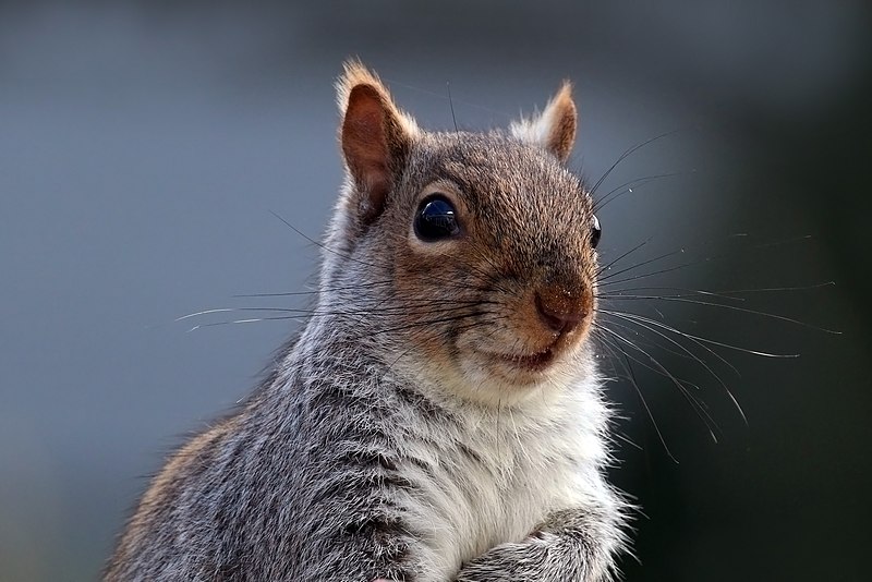 Big_squirrel