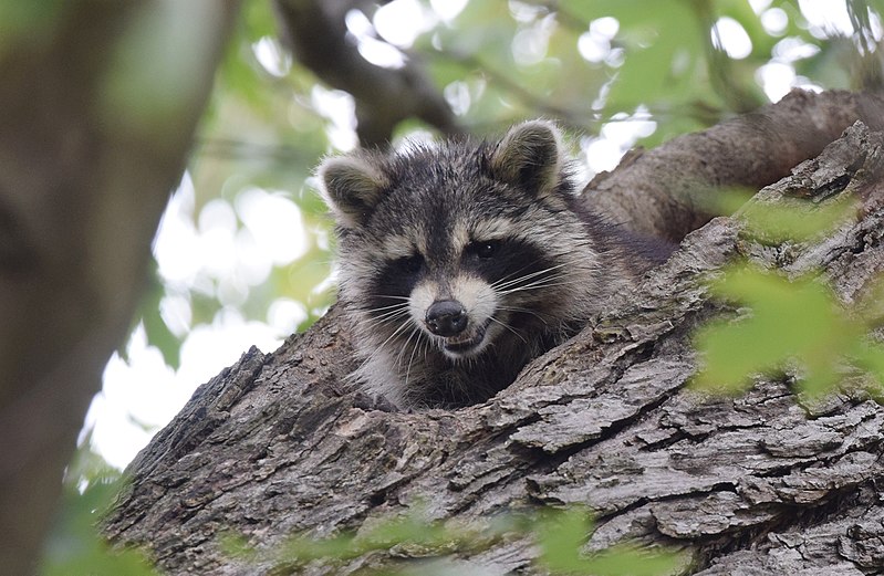 Curious Raccoon