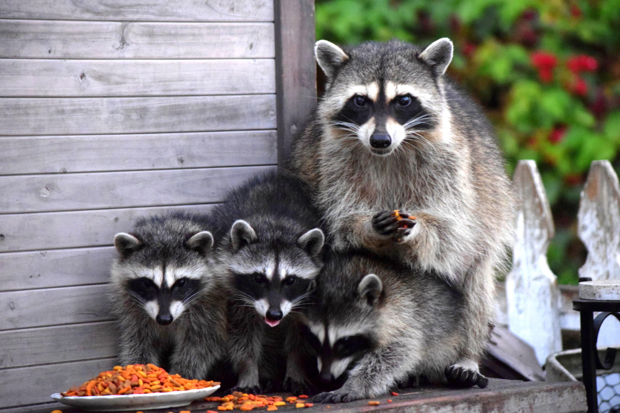 Raccoon Family