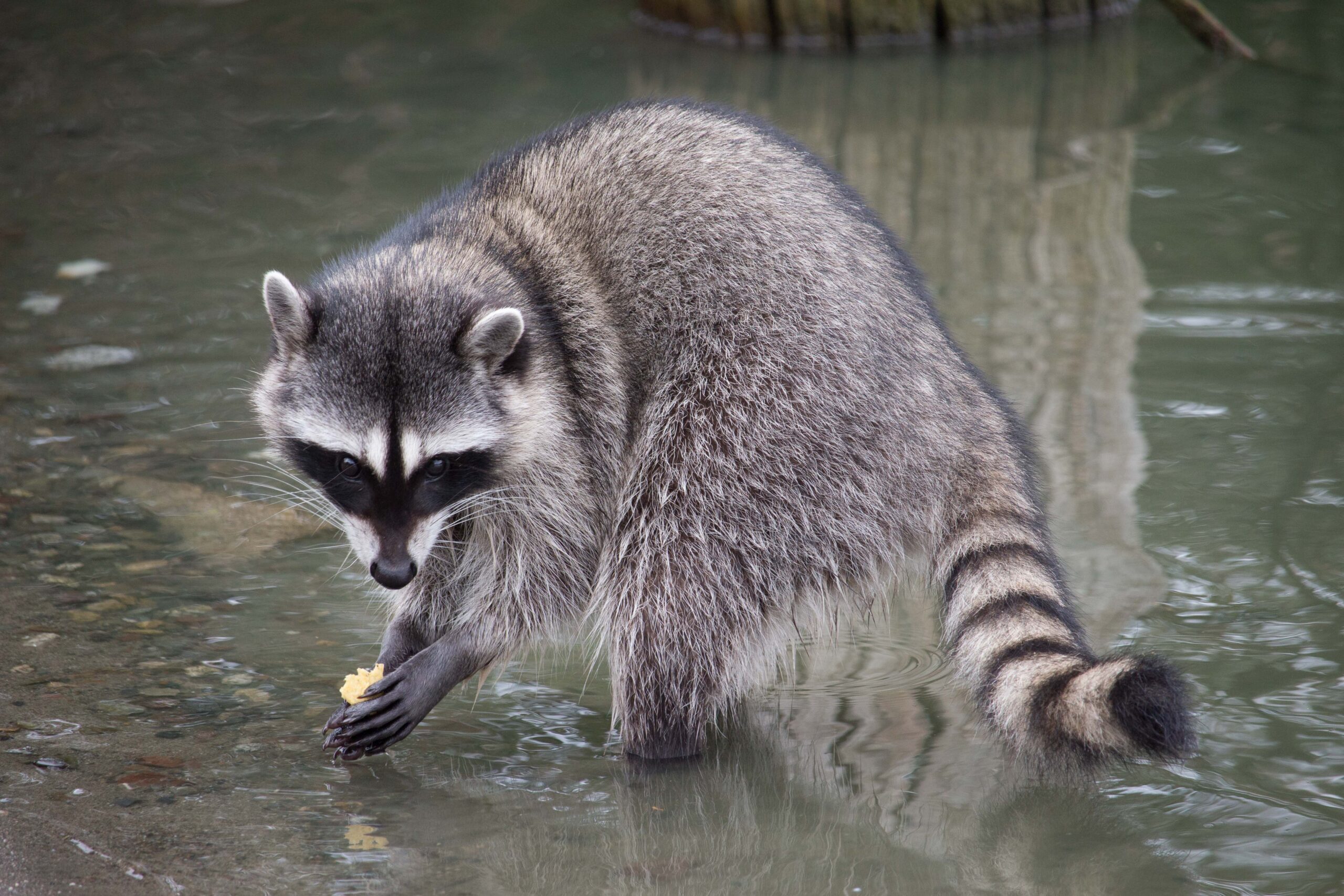 Curious raccoon