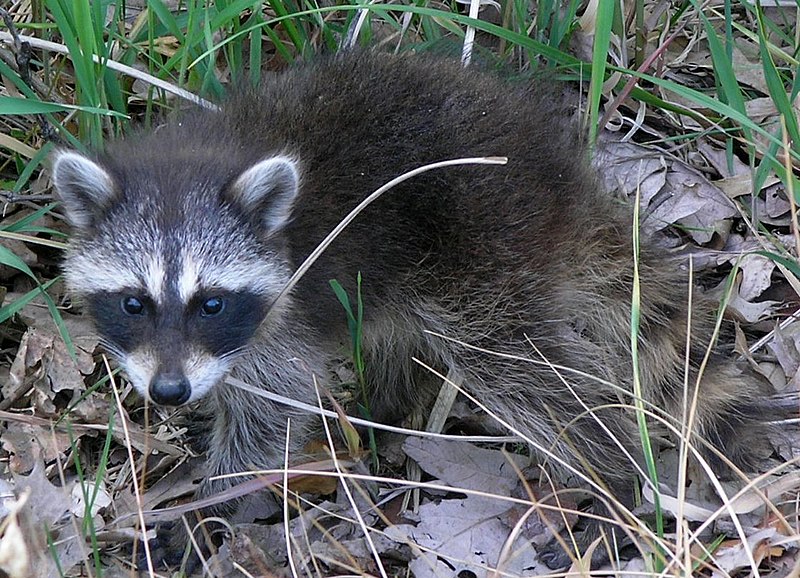 Raccoon on the ground