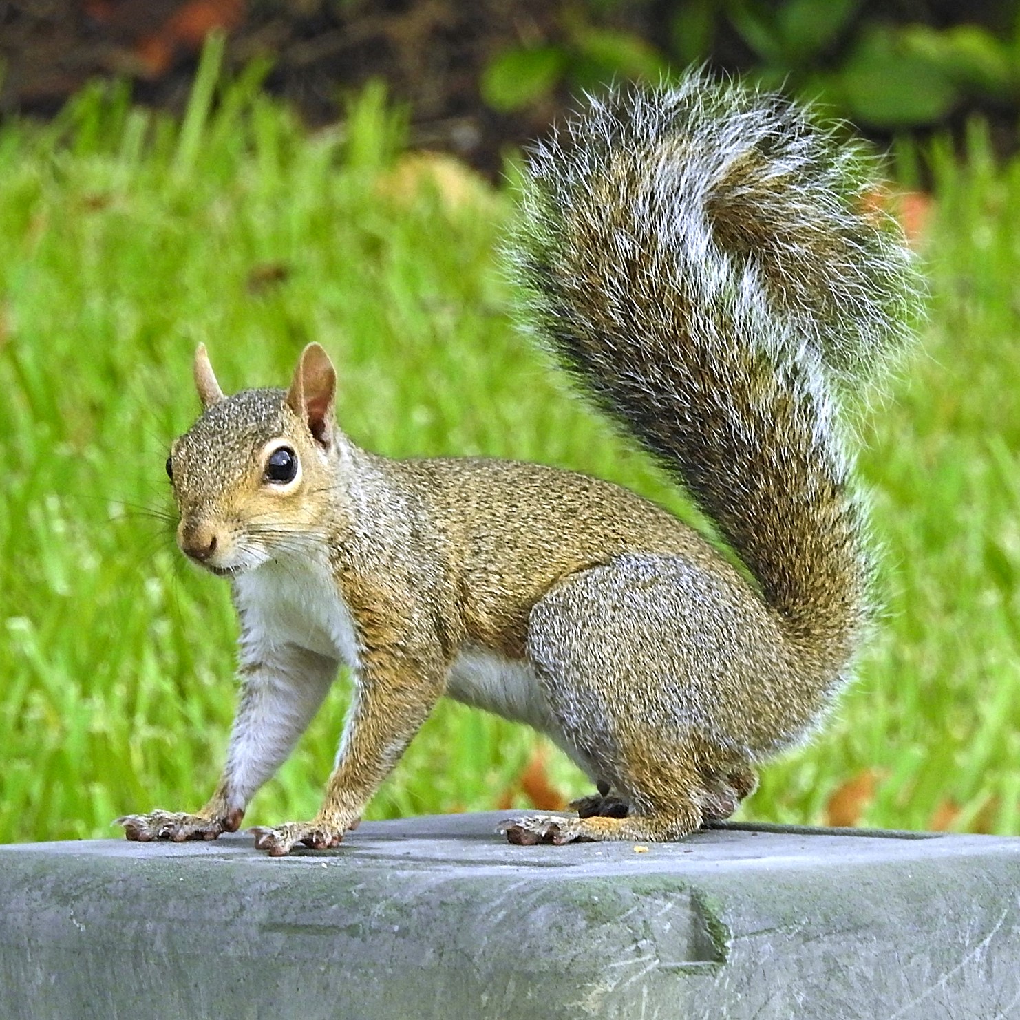 Squirrel In Attic