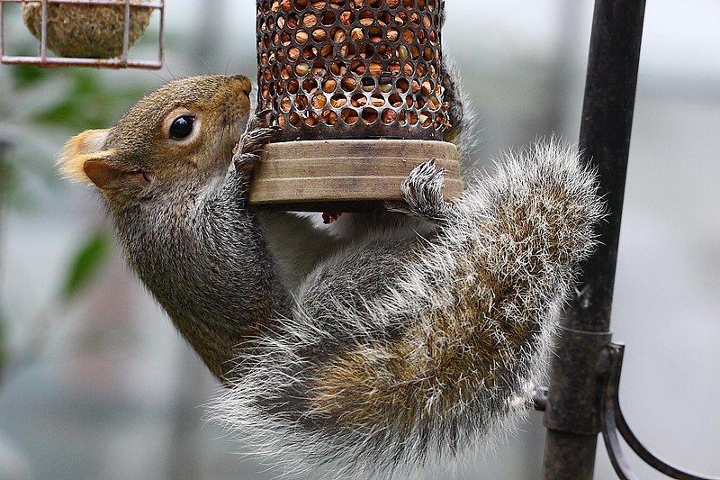 Stealing_snack_Squirrel