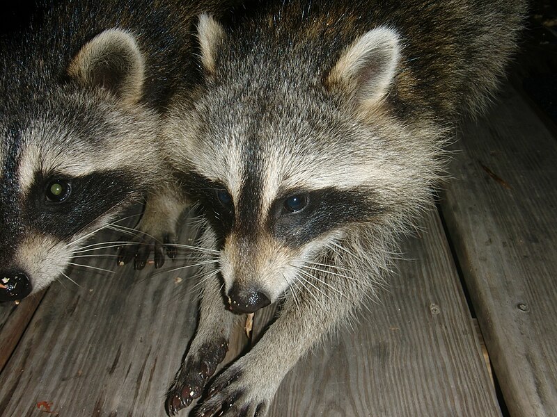 two raccoons