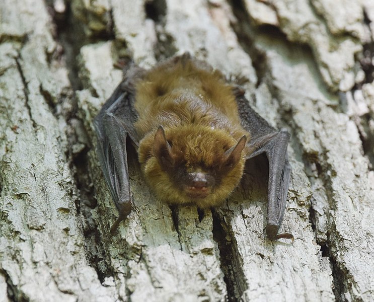 bat on log