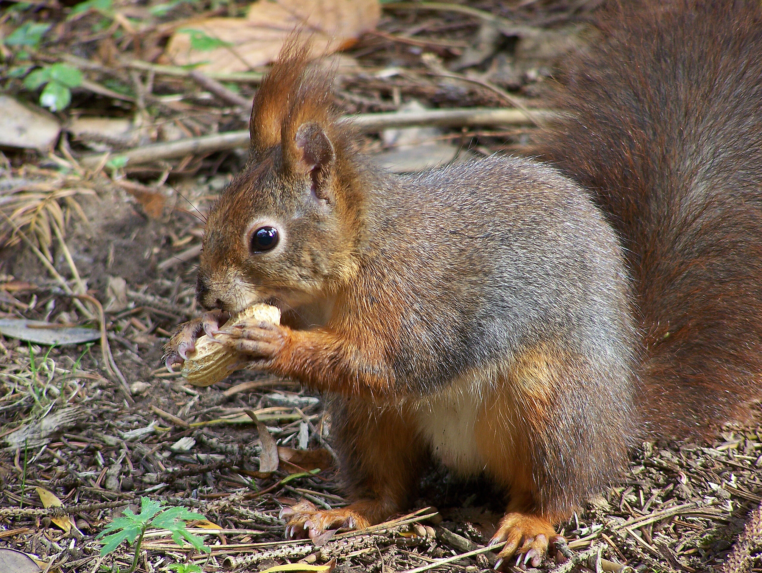 eating nuts squirrel