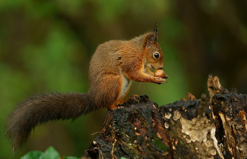 Eating Squirrel