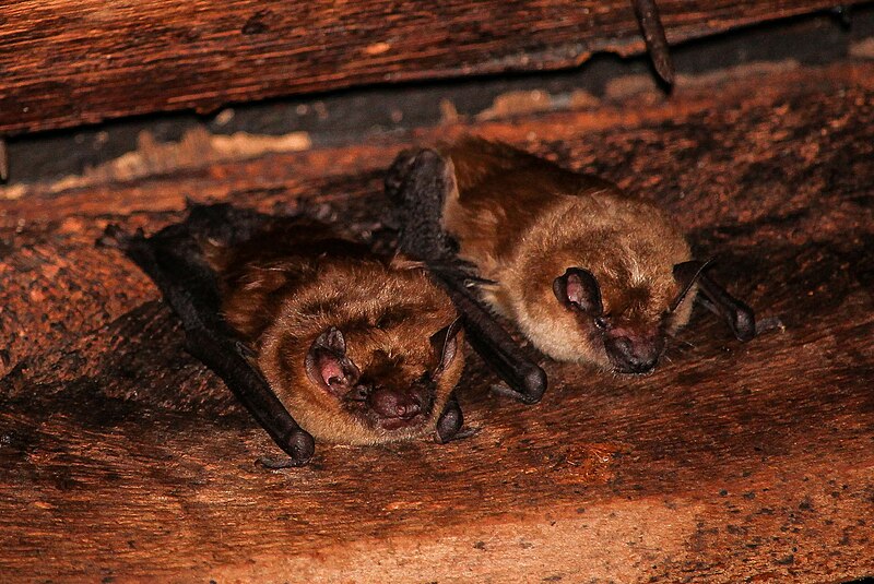 bats in the celling