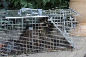 Trap raccoon
