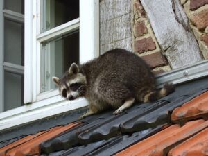 raccoon in roof