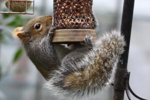 squirrel in bird feeder