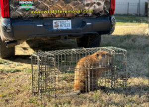 Beaver in a trap
